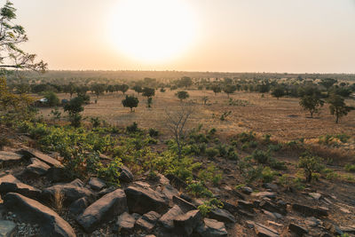 Scenic view of field against clear sky during sunset