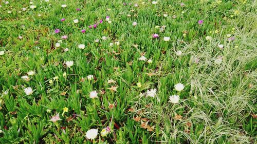 Flowers growing in field