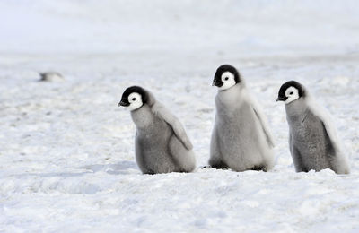 View of birds on snow