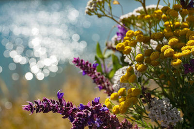 Close-up of purple flowering plant