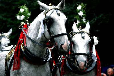 Close-up of white horses