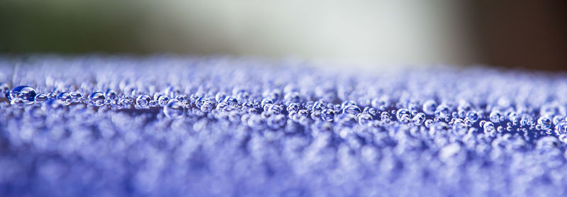 Close-up of purple flowering plants