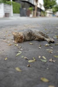 Cat lying on the road