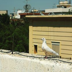 Seagull perching on retaining wall against building