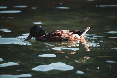 Ducks swimming in lake