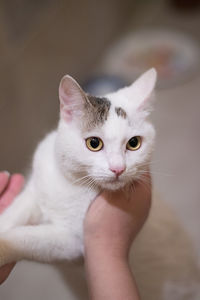 Close-up of hand holding kitten