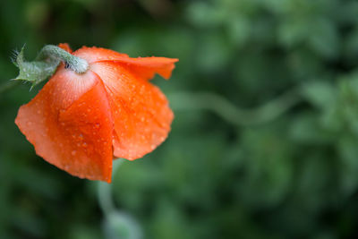 Close-up of orange rose flower