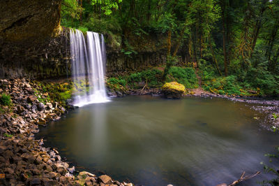 Scenic view of waterfall in forest