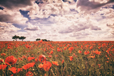 Scenic view of poppy field against sky during sunset