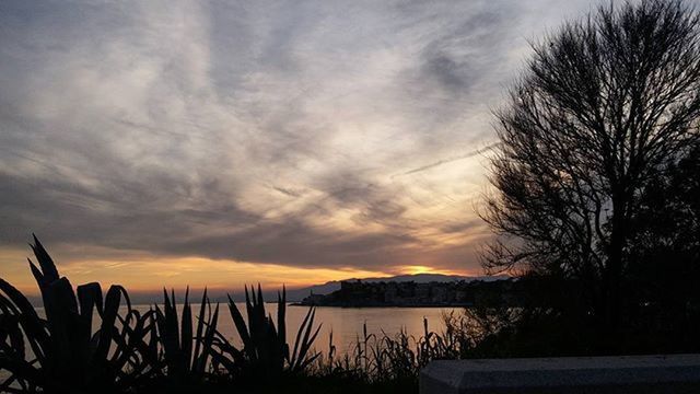 BARE TREES AT SUNSET