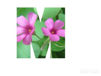 Close-up of flowers blooming outdoors