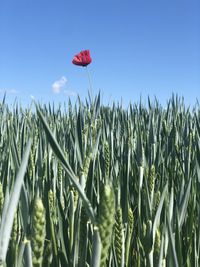 Red poppy flowers growing on field against sky