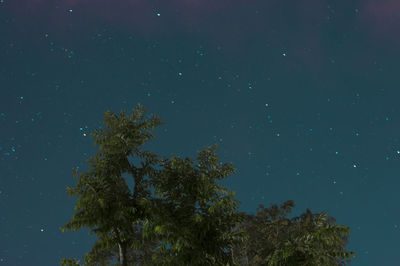 Low angle view of trees against sky at night