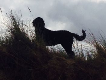 Side view of dog on field against sky