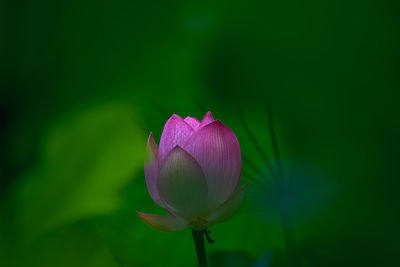 Close-up of pink water lily