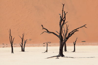 Bare trees on landscape at sunset