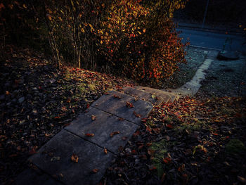 Autumn trees in park