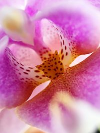 Close-up of pink flower