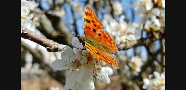 Close-up of butterfly on flower