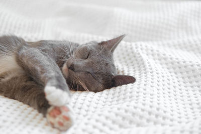 Portrait of funny gray kitten lying on white textile. sleepy favorite pet. copy space. young cat