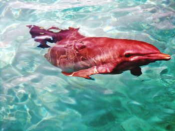 High angle view of fish swimming in sea