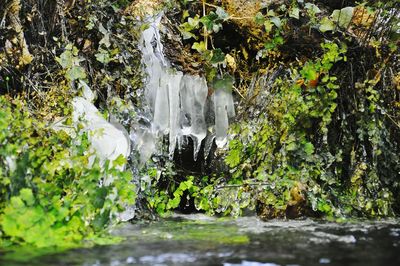 Pond with trees in background