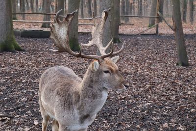 Deer in a field