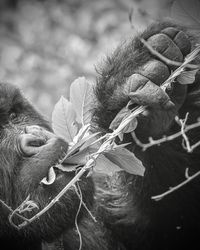 Close-up of gorilla 