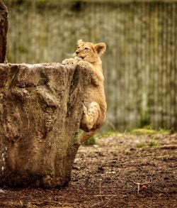 Lion on tree