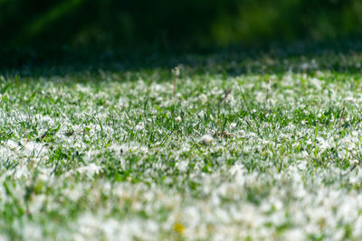 Full frame shot of grass on land