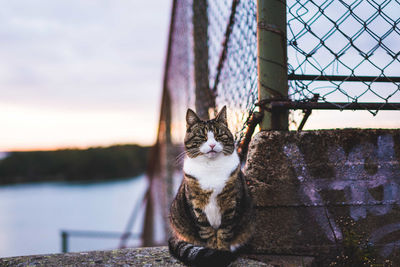 Cat sitting by fence during sunset