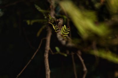 Close-up of insect on plant