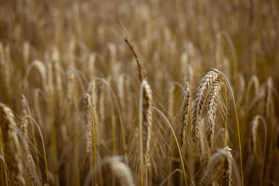Close-up of wheat growing on field