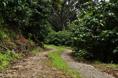 Footpath amidst trees in forest
