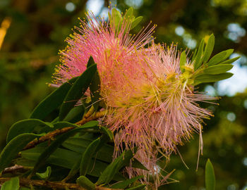 Close-up of fresh pink flower blooming outdoors