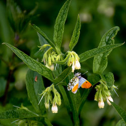 Close-up of butterfly pollinating on flower