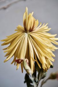 Close-up of wilted flower against blurred background