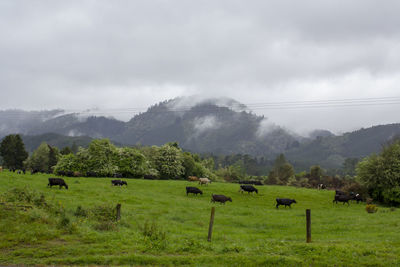 Dairy cows grazing in green field with mountain the background