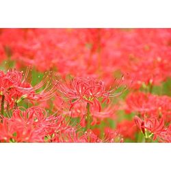 Close-up of red flowers