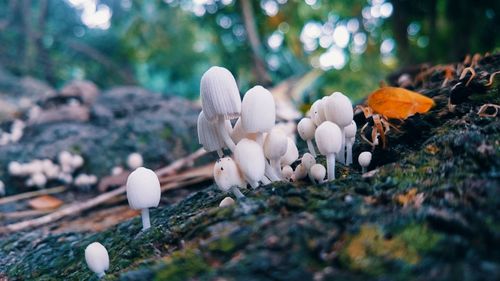 Close-up of mushrooms