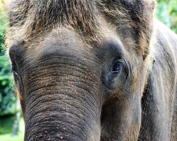 Close-up portrait of elephant