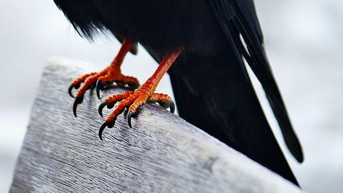 Close-up of crow's feet 