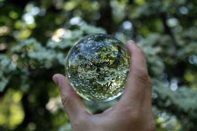 Cropped hand holding crystal ball