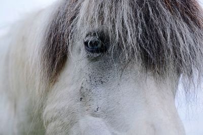 Close-up of horse eye