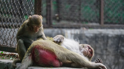 Close-up of monkey sitting in cage at zoo