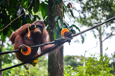 Low angle view of monkey on tree