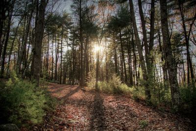 Trees growing in forest