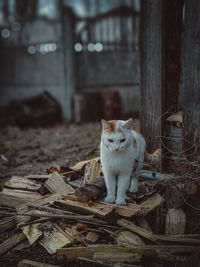 Portrait of a cat sitting on wood