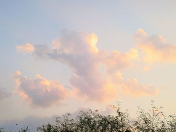Low angle view of trees against sky during sunset