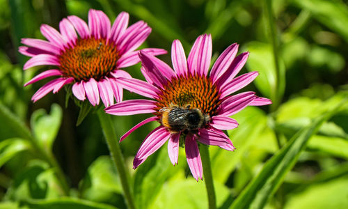 Close-up of bee pollinating flower